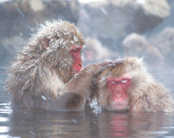 Snow Monkey Hotsprings Tour
