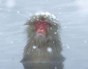 Snow Monkey Hotsprings Tour